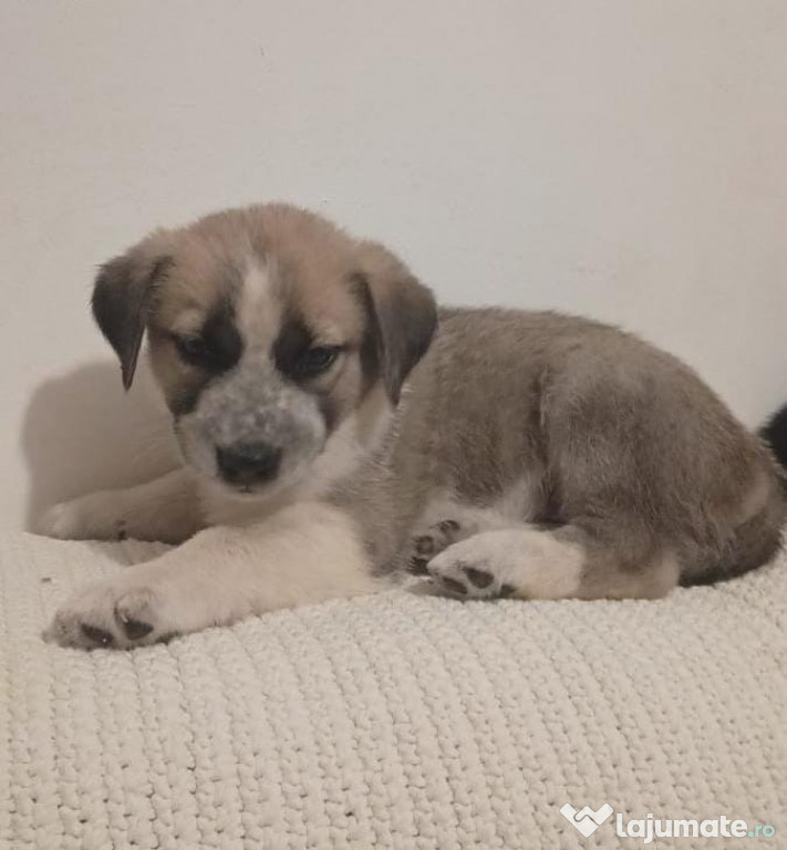 Donez căței jucăuși!!