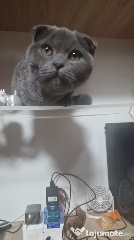 Motănel Scottish Fold