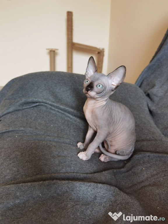 Pisicuță Sphynx Sphinx Sfinx Canadian disponibilă