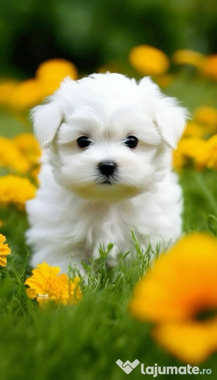 Bichon maltez mini toy