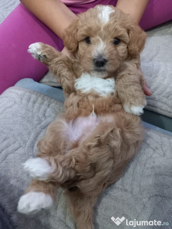 Maltipoo – pui frumoși de vânzare