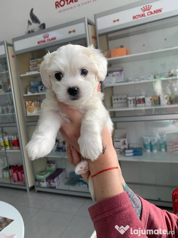 Bichon maltez mini toy