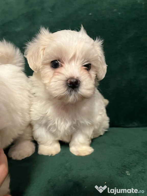 Bichon maltez mini toy