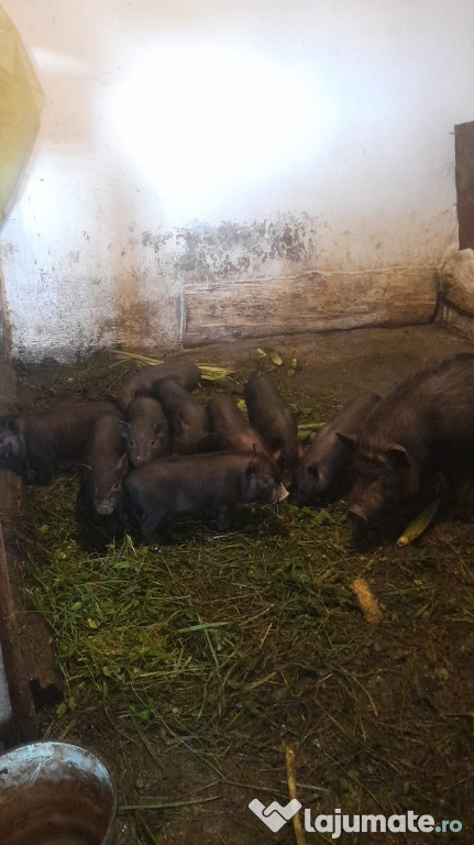 Vând porci vietnamezi