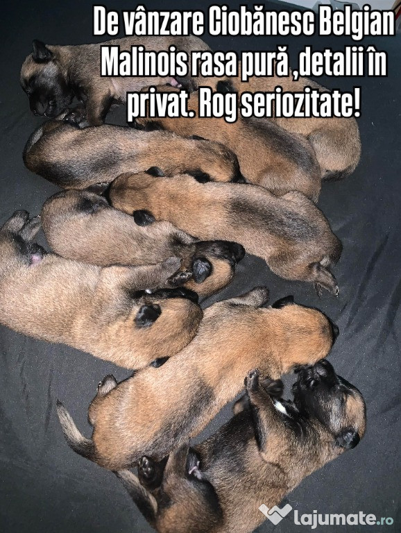 Ciobanesc Belgian Malinois