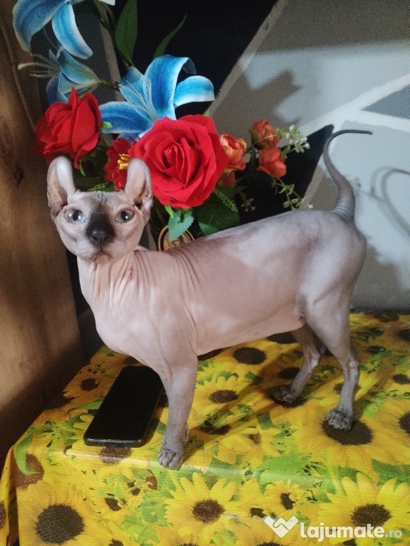 Sphynx Elf de vânzare
