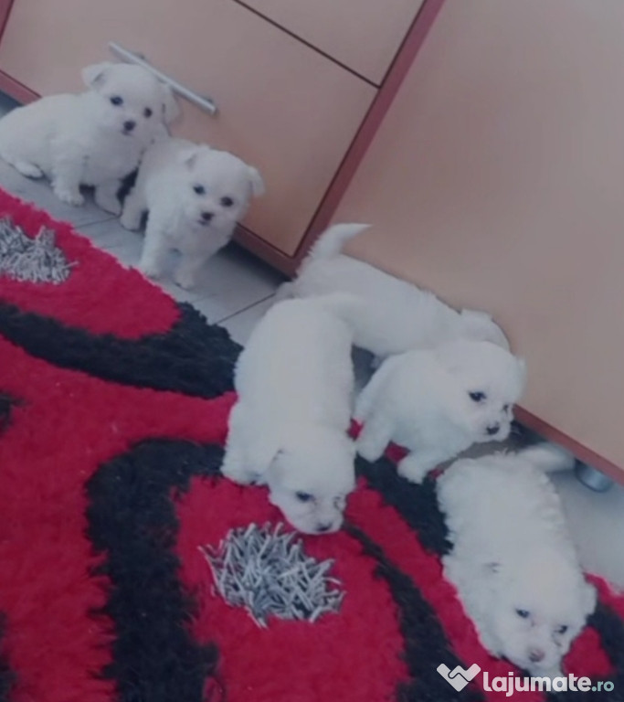 Bichon maltez, alb imaculat