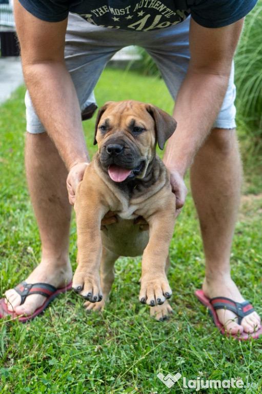 Pui de Mastiff Sud-African – Boerboel