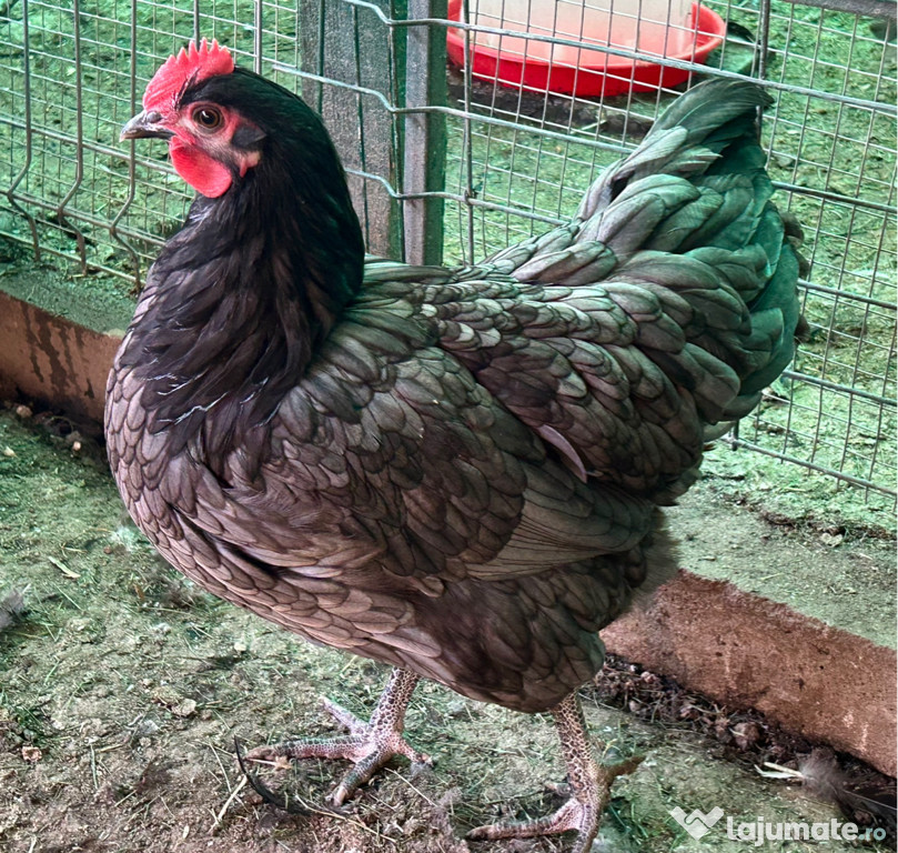 Perechi Australorp Negru/Albastru