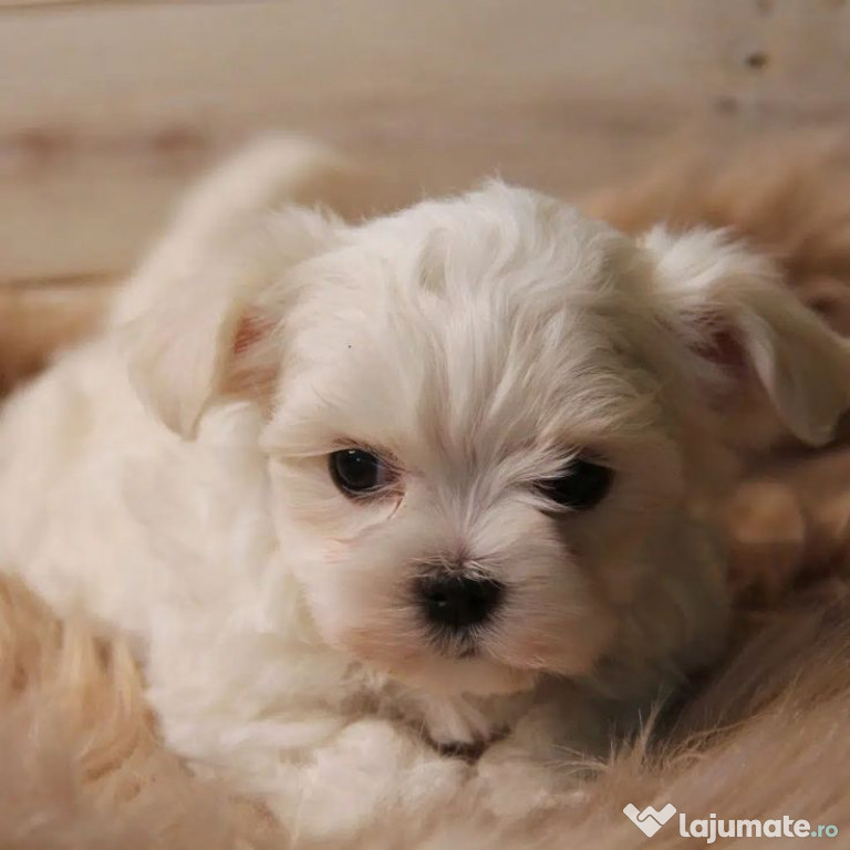 Bichon maltez mini toy