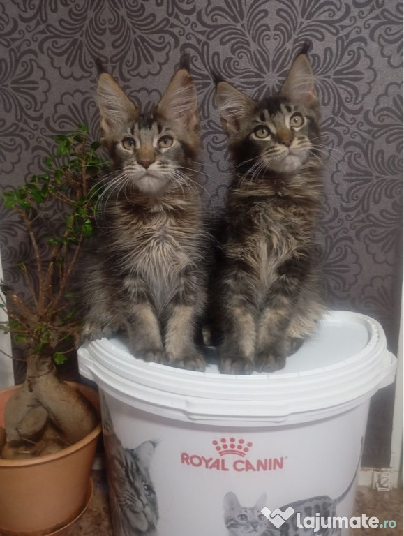 Maine coon pisoiasi superbi