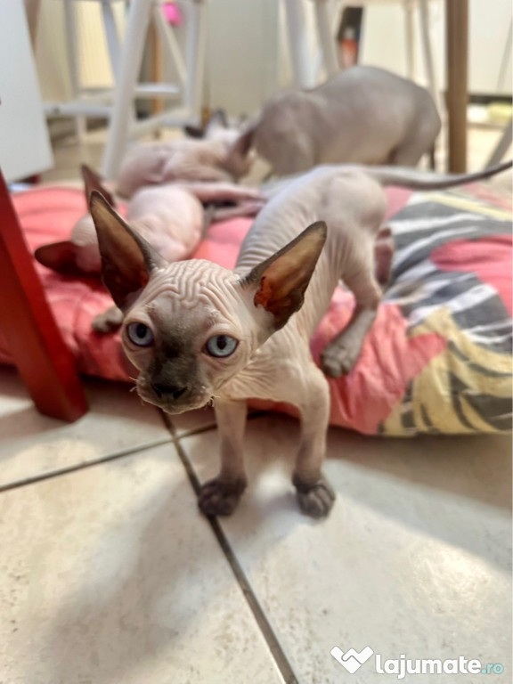Pisicuță sphynx frumoasă de vânzare