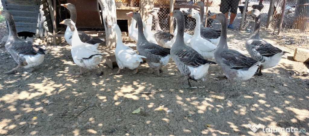 Gâște de vânzare