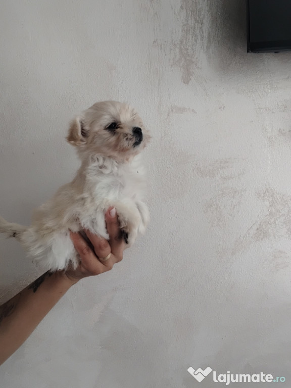 Bisoni toy disponibili