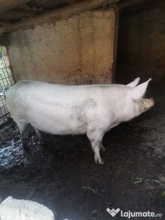 Porci mari de vânzare 0741336746