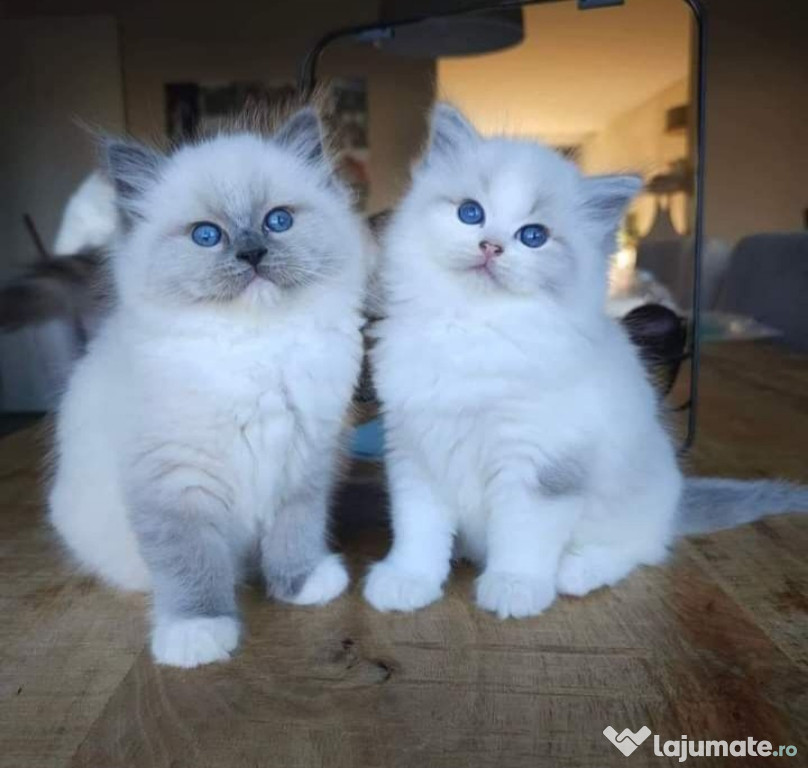 Ragdoll disponibili baietei si fetite