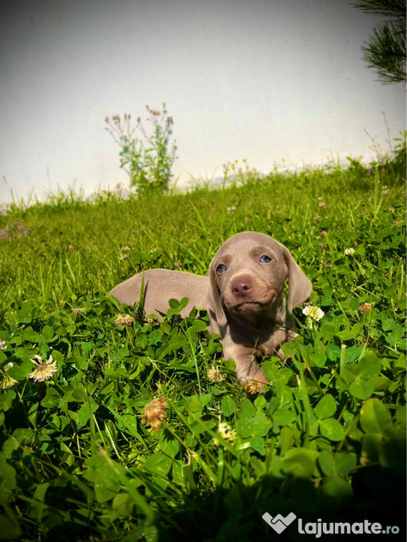 Căței din Rasa mini Teckel Dachshund