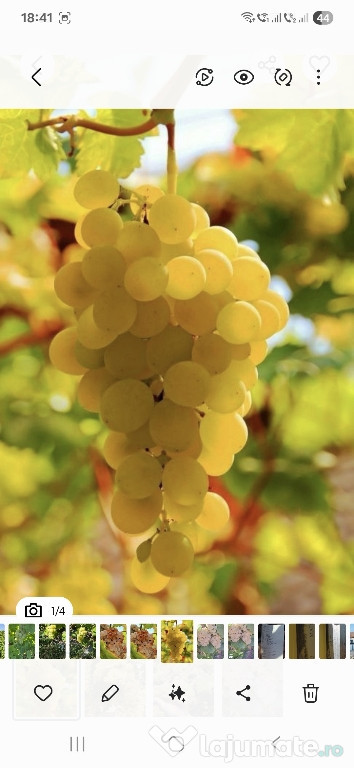 Vand struguri de vin productie 2025