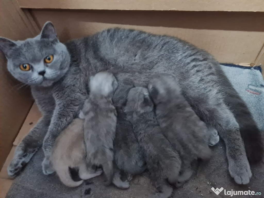 British Shorthair Blue, Puiuti rasa pura, masculi si femele