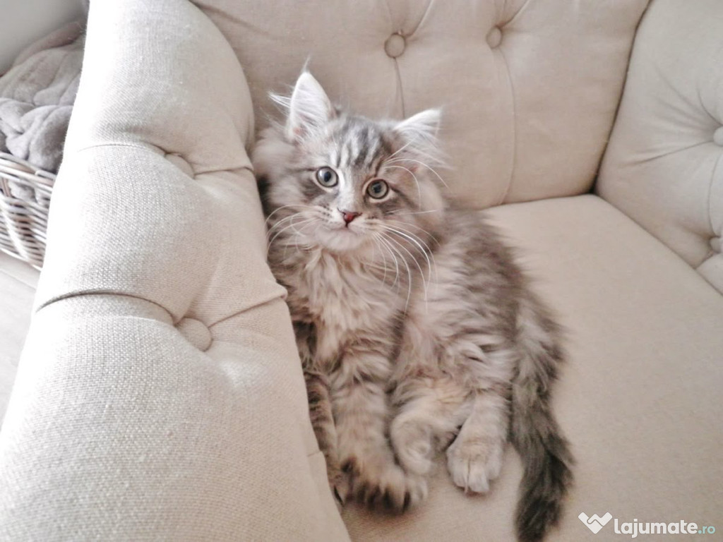 Maine Coon puiuți