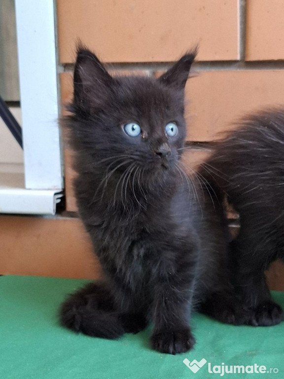 Maine coon pisoiasi