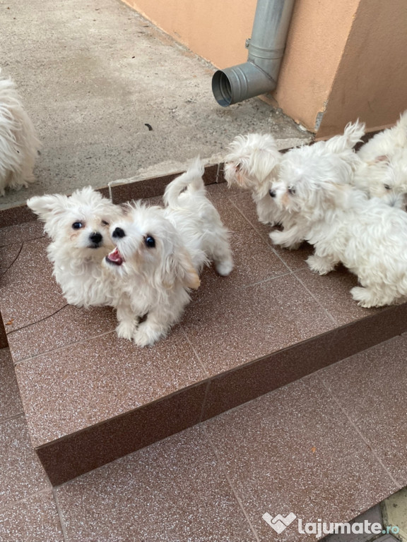 Catelusi bichon maltez mini toi