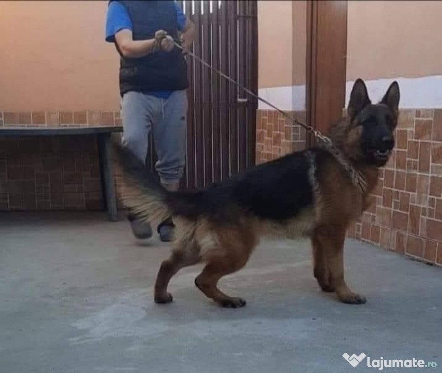 Mascul ciobanesc german