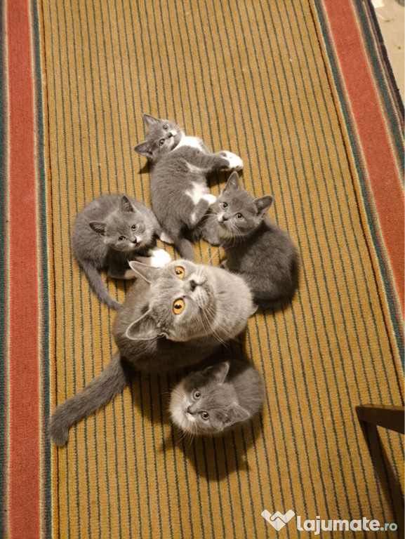 British shorthair puiuți