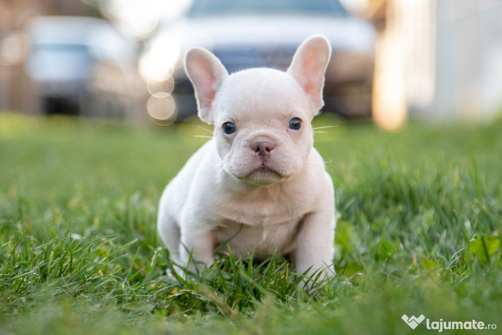 Bulldog Francez - Platinum - Transport in tara - buldog francez