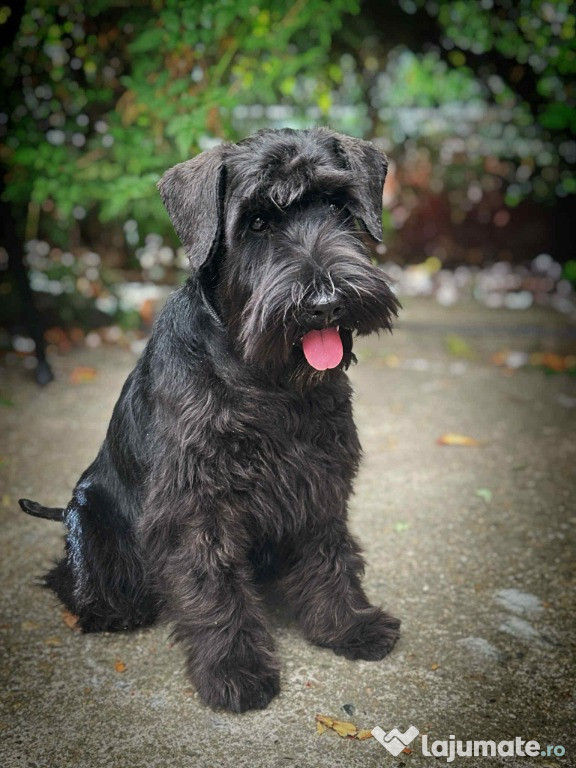Pui de Schnauzer Miniatural Negri