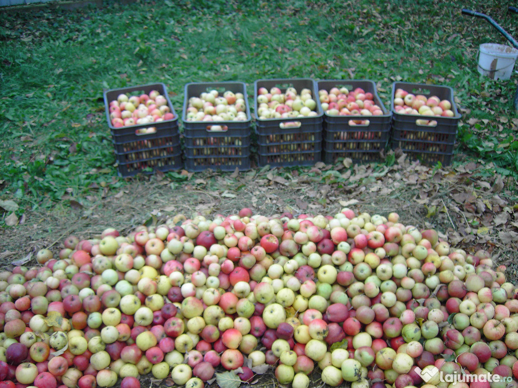 Mere pentru suc - fructe