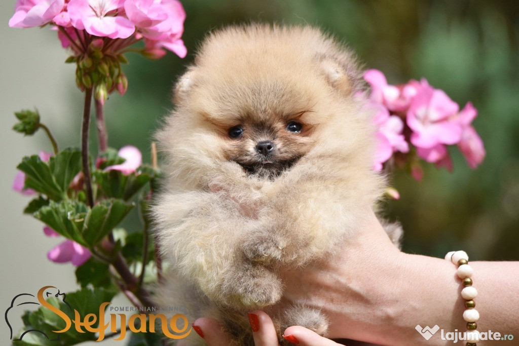 Pomeranian BOO ursuleți, Pui de Spitz Pomeranian