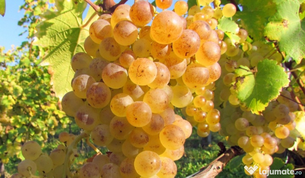 Struguri de vin + Transport Gratuit la domiciliu.