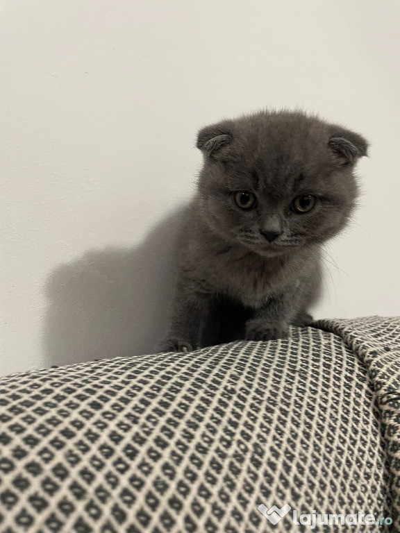 Scottish fold motănel