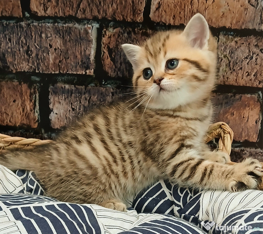 British shorthair pui