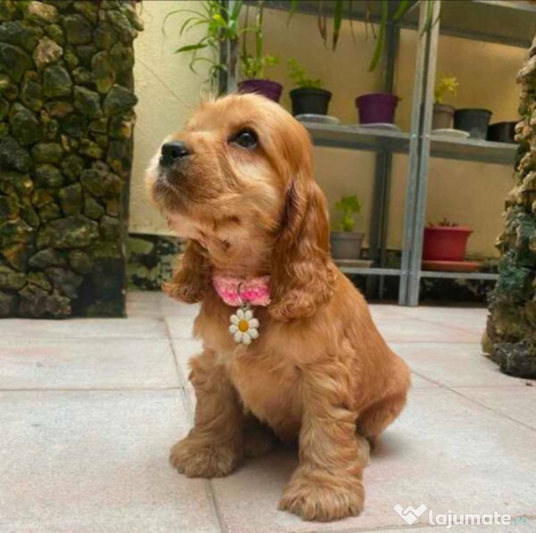 Căței superbi de Cocker Spaniel.