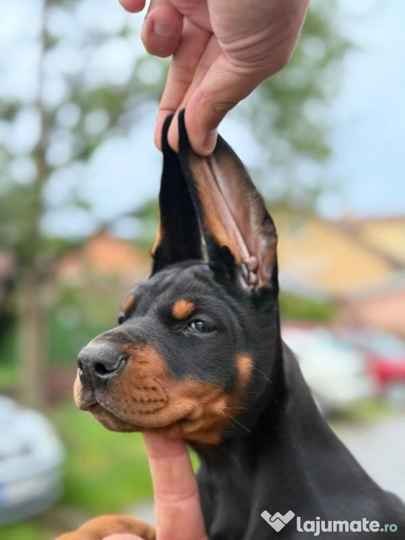 Doberman – Pui Frumoși