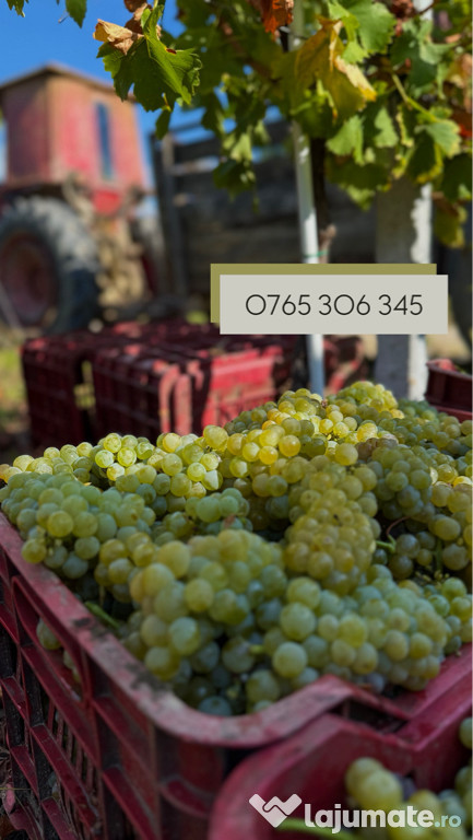 Vand Muscat Ottonel