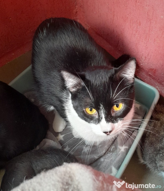 Adoptie pisica castrata alb negru Seherezada