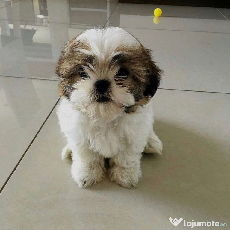 Shih Tzu afară acum