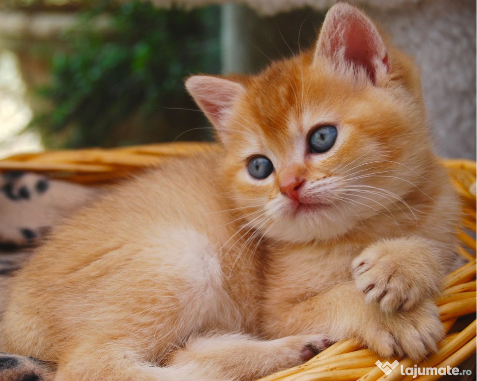 British shorthair motănei și pisicuțe