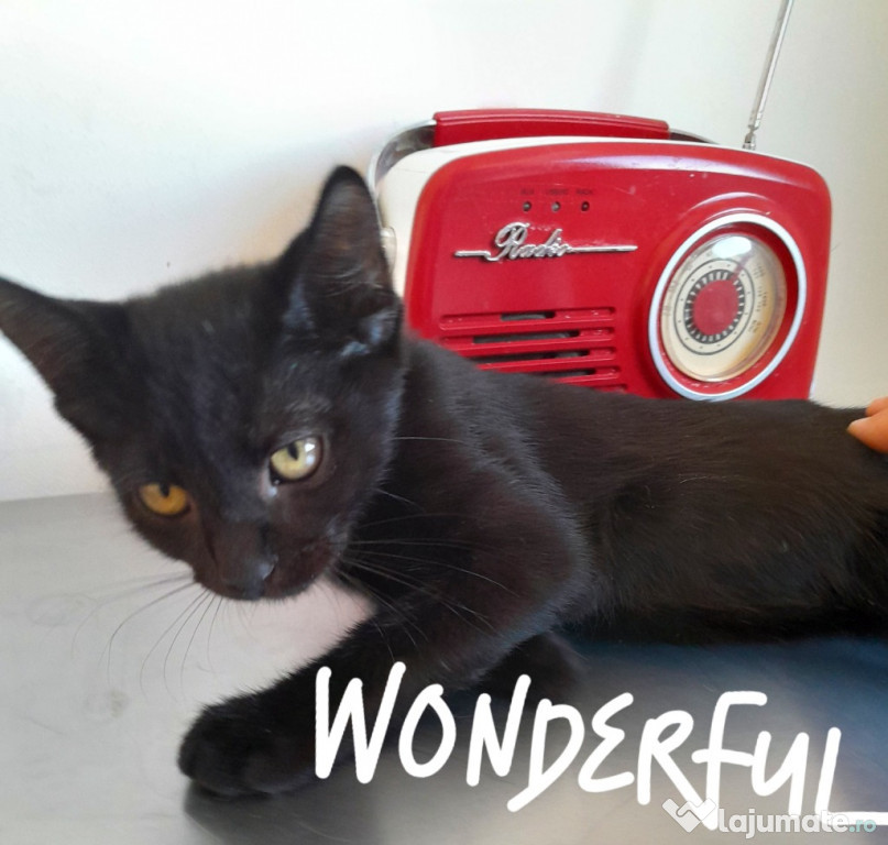 Adoptie pui de pisica negru Narru