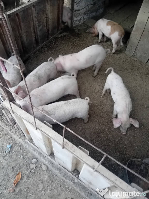 Vând purcei rasă de carne mai multe detalii la tel