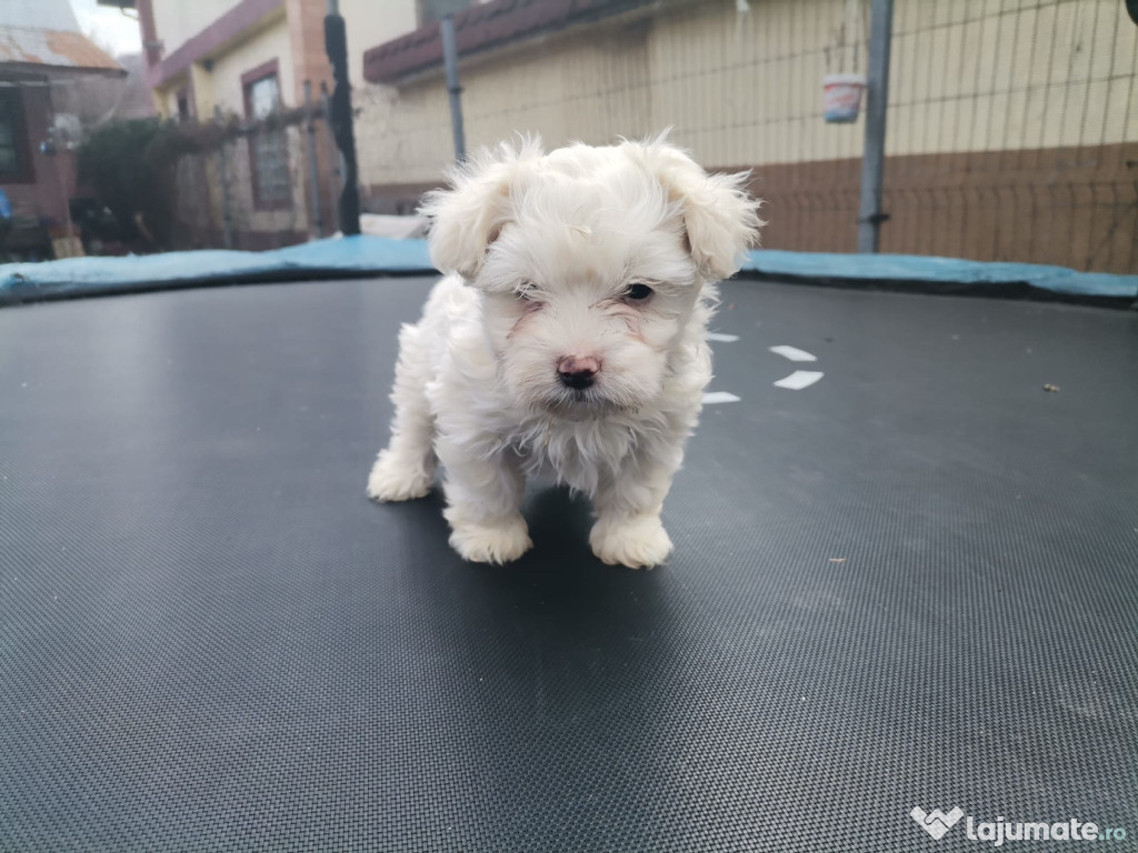 Bichon maltez femela minii toy
