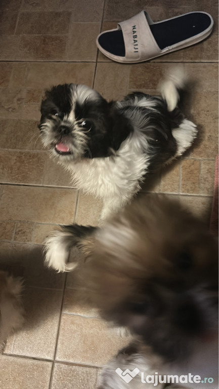 Catelusi shihtzu