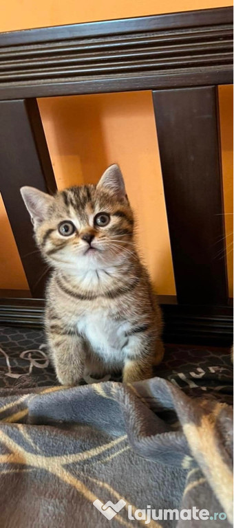 British shorthair