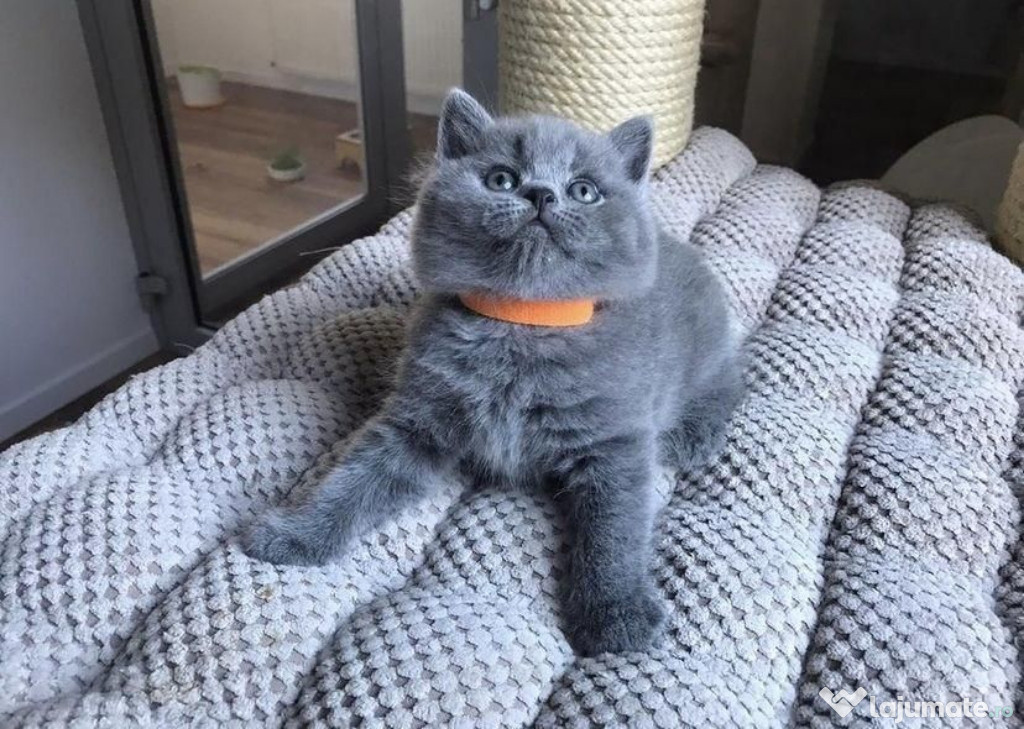 British shorthair