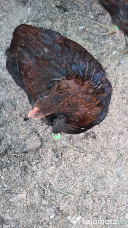 Araucana potarnichiu salbatic