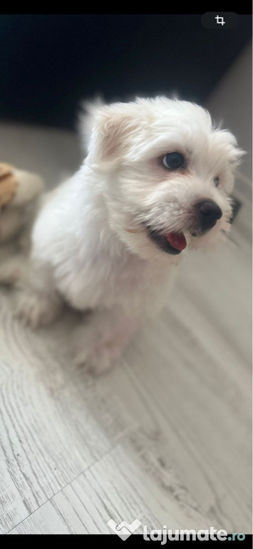 Bichon Maltez Băiețel