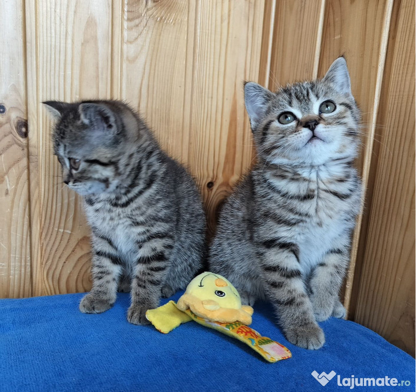 British shorthair motănei și pisicuțe